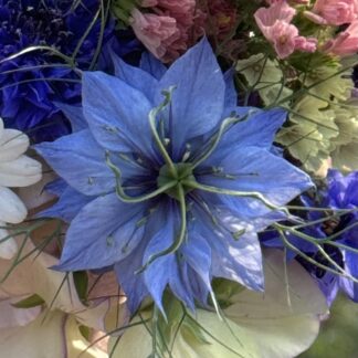 Blue Nigella (Love In The Mist)