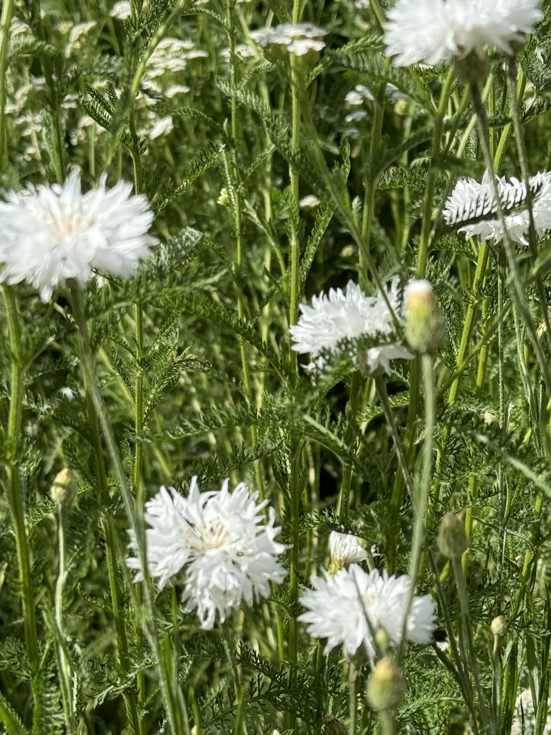 Cornflower White Cornflower White - Image 2