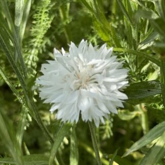 Cornflower White