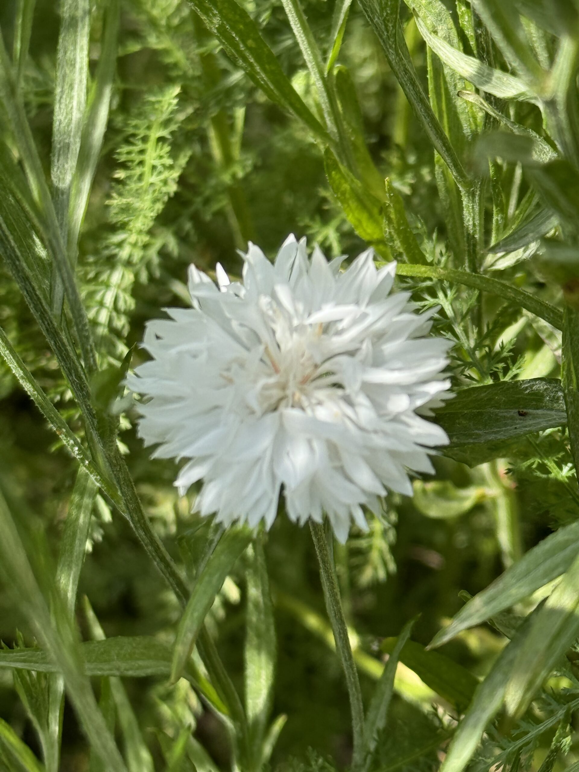Cornflower White Cornflower White