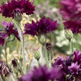 Cornflower Burgundy