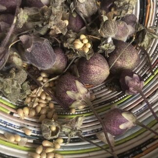 Common Sweet Woody Herbaceous Violet Purple