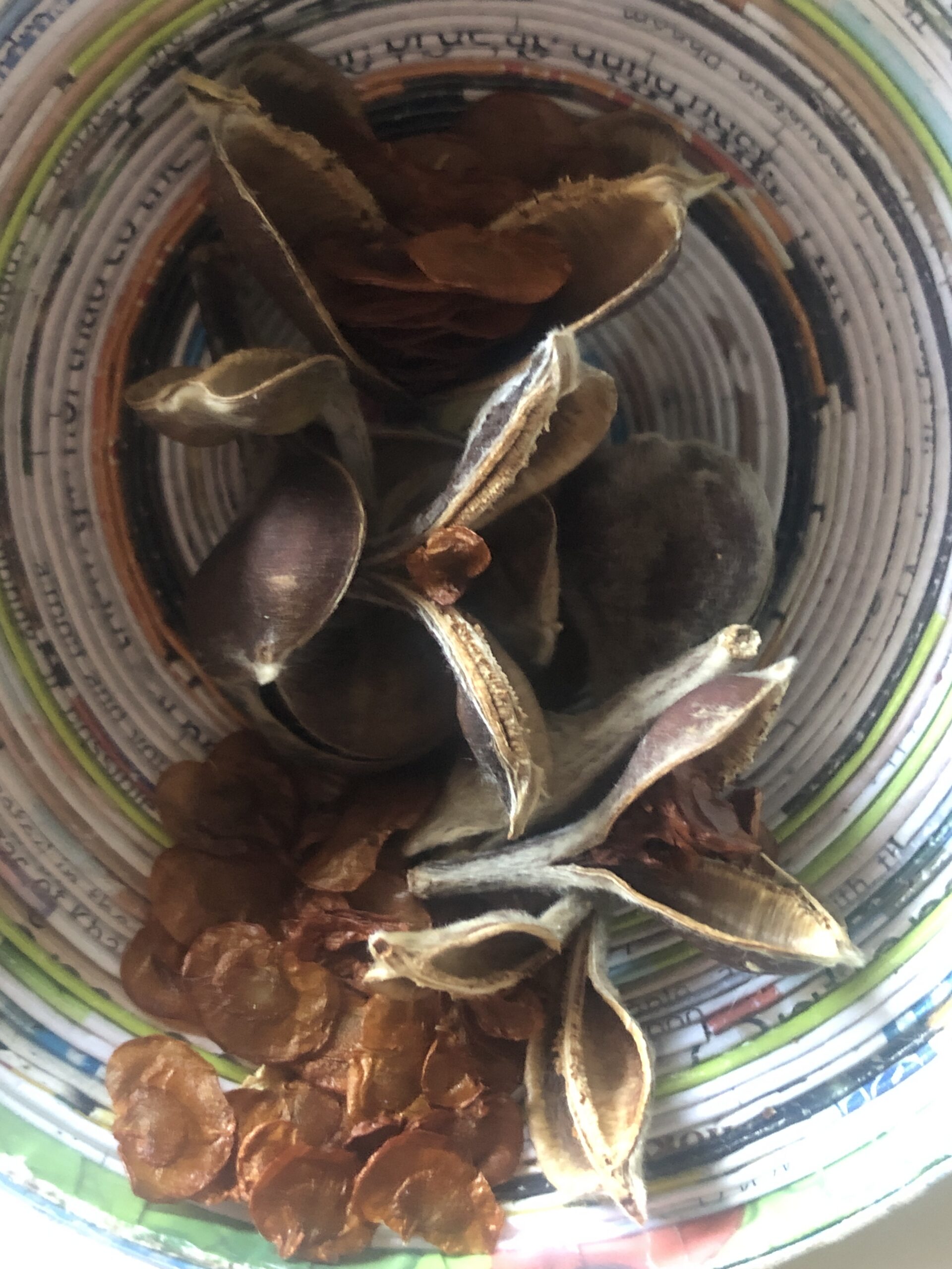 Native Frangipani Hymenosporum Flavum Native Frangipani Hymenosporum Flavum - Image 6