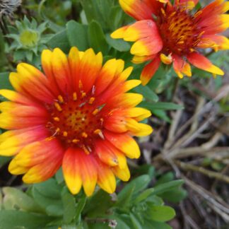 Blanket Flower - Gaillardia