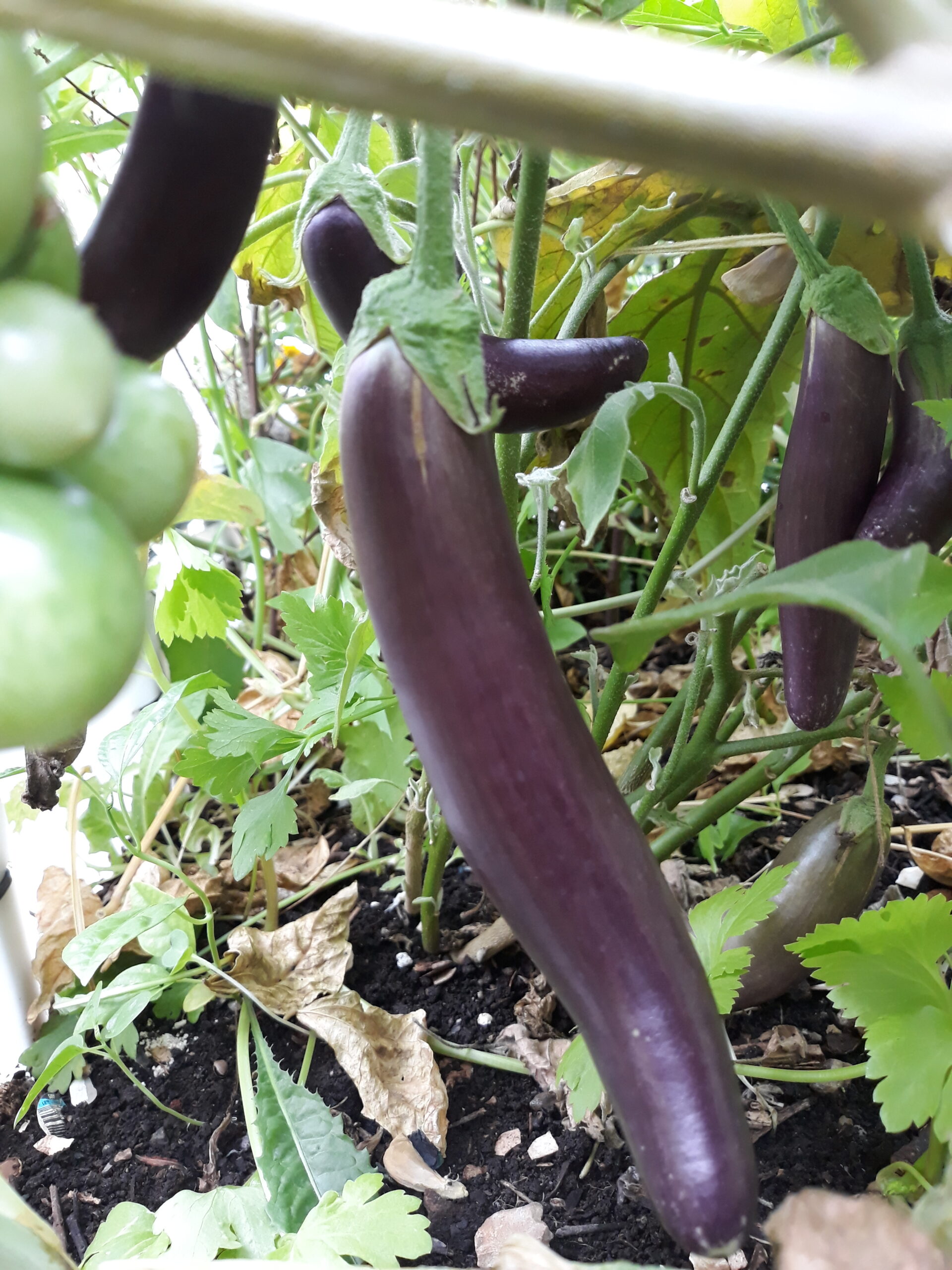 Eggplant Long Purple Eggplant Long Purple - Image 3