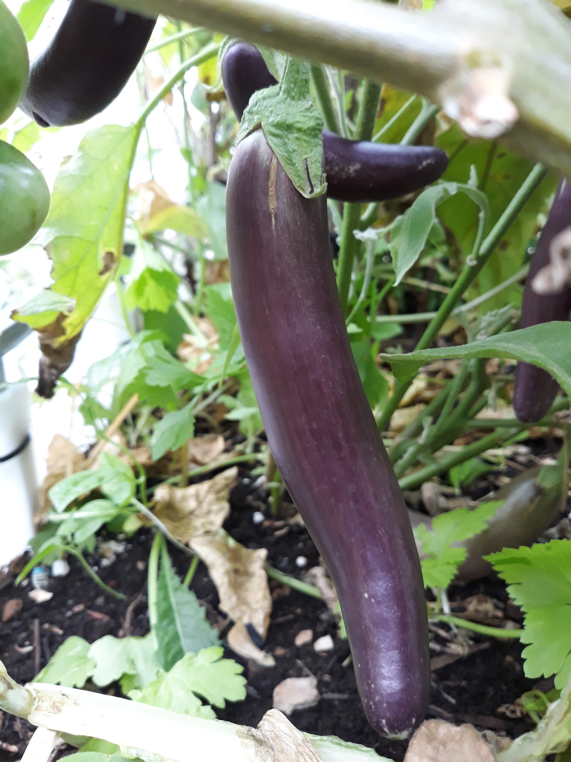 Eggplant Long Purple Eggplant Long Purple