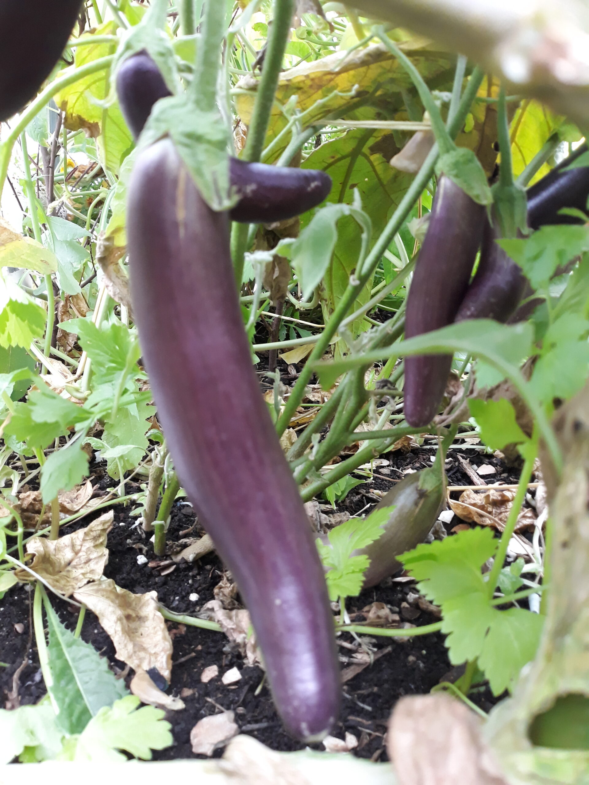 Eggplant Long Purple Eggplant Long Purple - Image 4