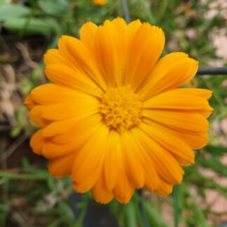 Myrtle Mountain Seeds