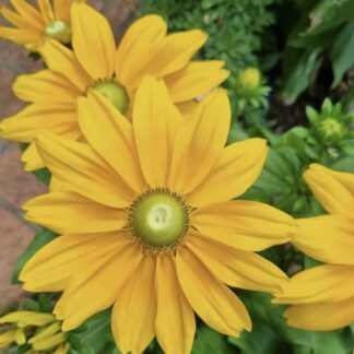 Rudbeckia Sunbeckia