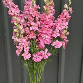 Larkspur Pink