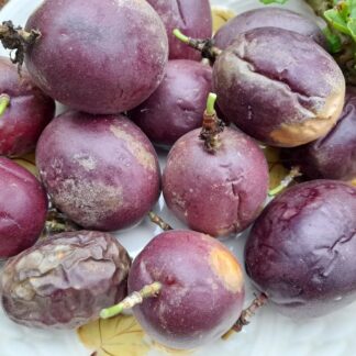 Black Passionfruit