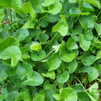 Gotukola (Centella Asiatica - Arthritic Herb)