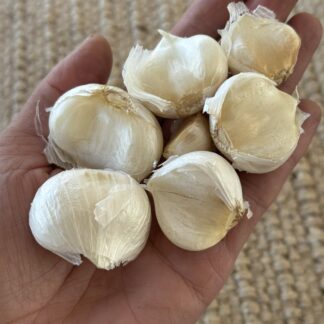 Elephant Garlic Cloves Large