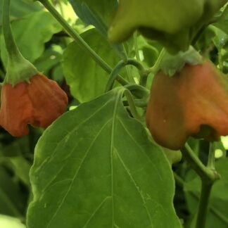 Bishop's Crown Pepper Capsicum Baccatum