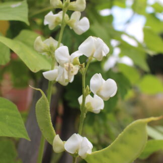 Hyacinth Bean (climbing)