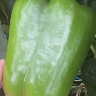 Capsicum