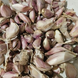 Purple Stripe Or Hardneck Garlic Cloves