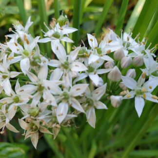 Garlic Chives