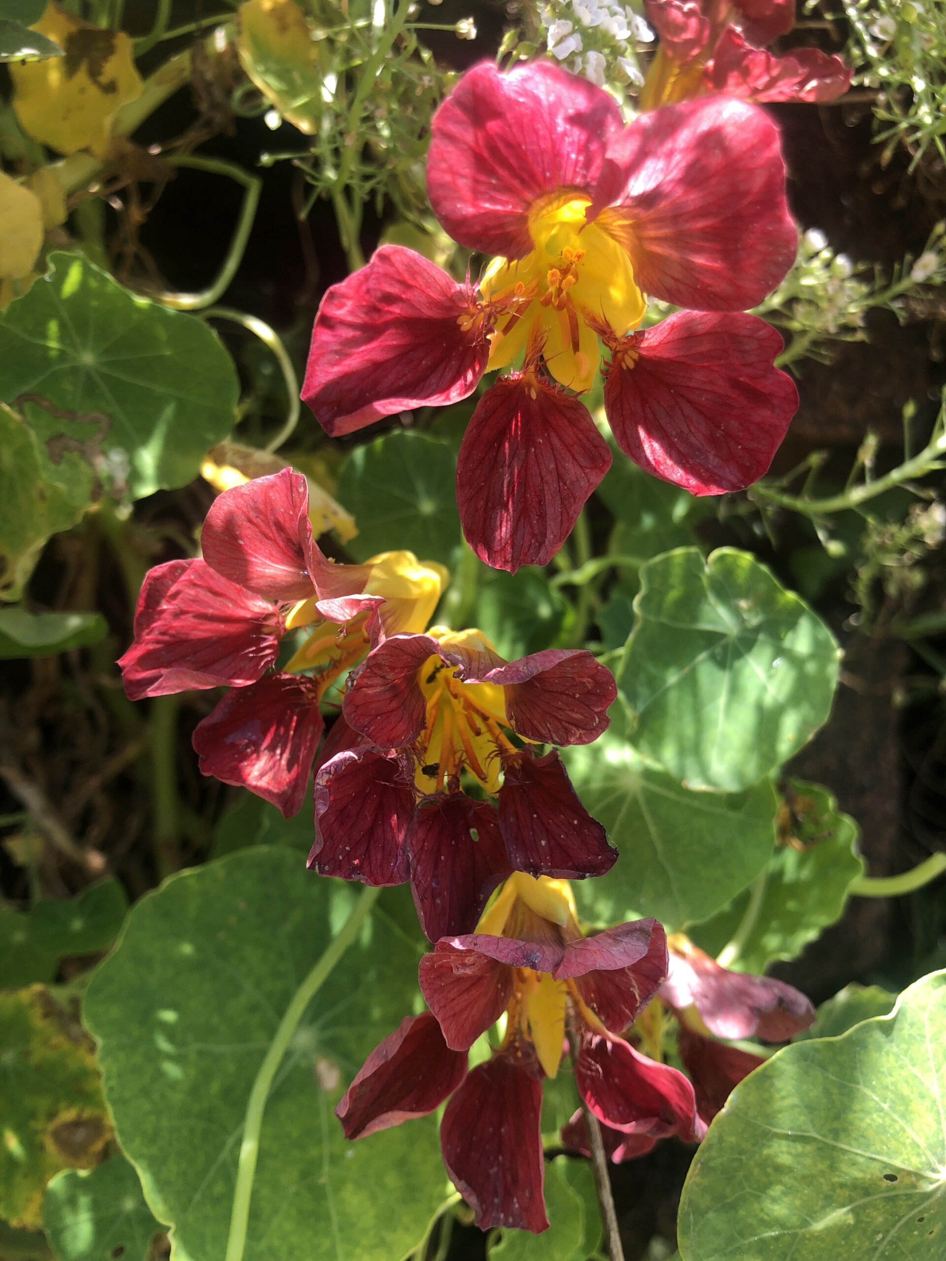 Nasturtium Purple Emperor Nasturtium Purple Emperor