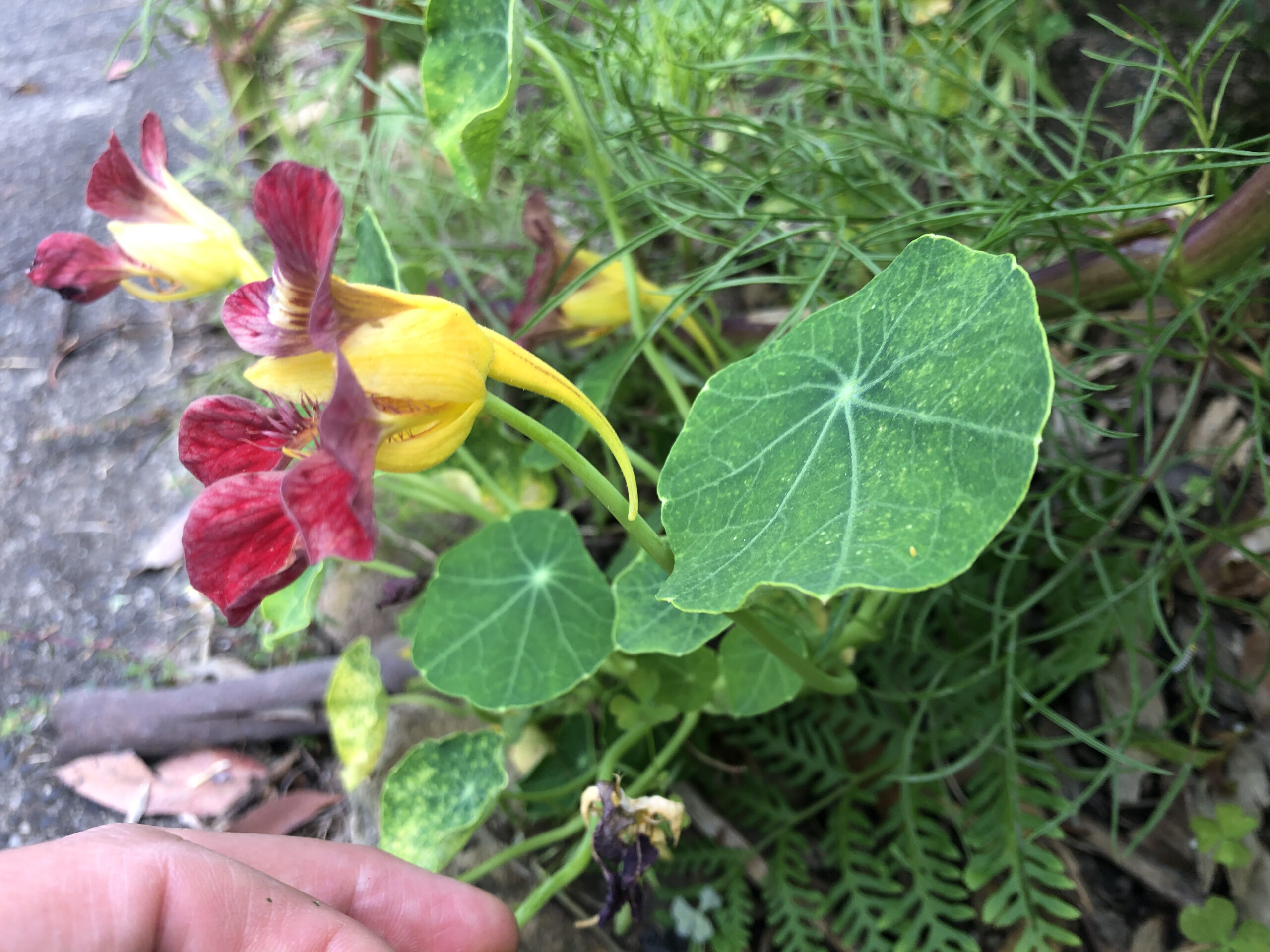 Nasturtium Purple Emperor Nasturtium Purple Emperor - Image 3