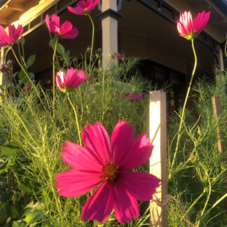 Cosmos Hot Pink