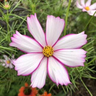Cosmos Pink And White Candy Stripe