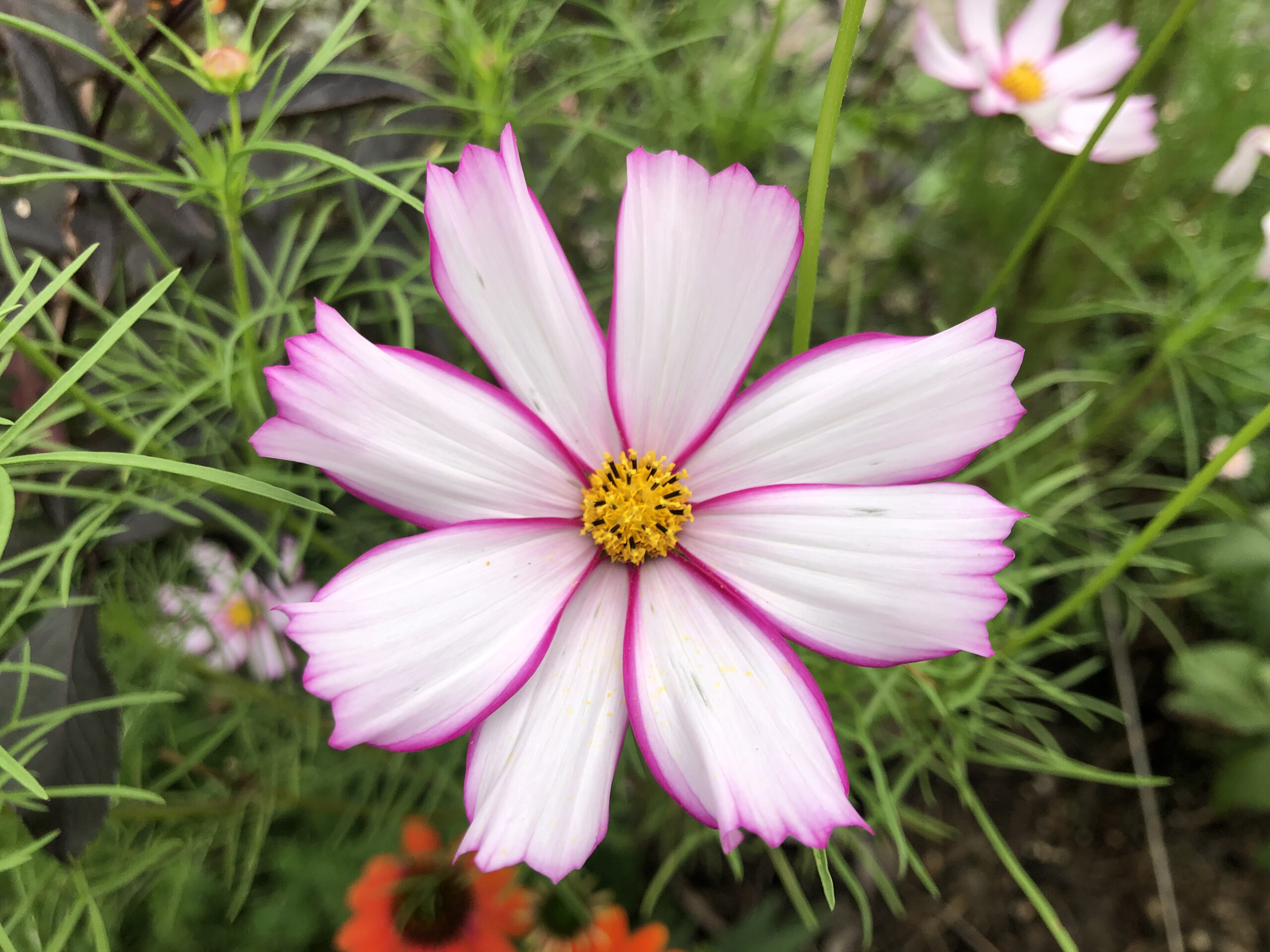 Cosmos Pink And White Candy Stripe Cosmos Pink And White Candy Stripe