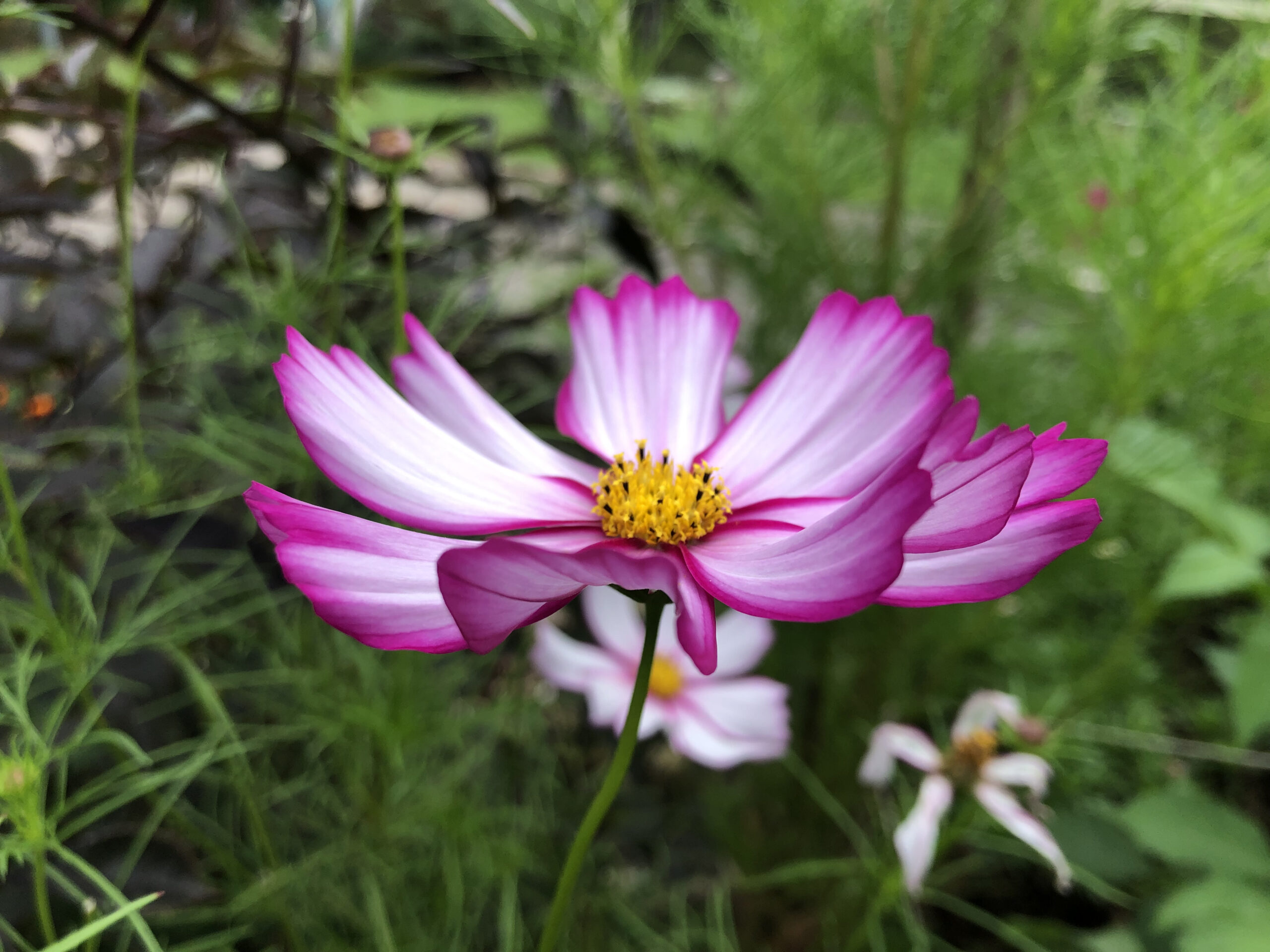 Cosmos Pink And White Candy Stripe Cosmos Pink And White Candy Stripe - Image 2