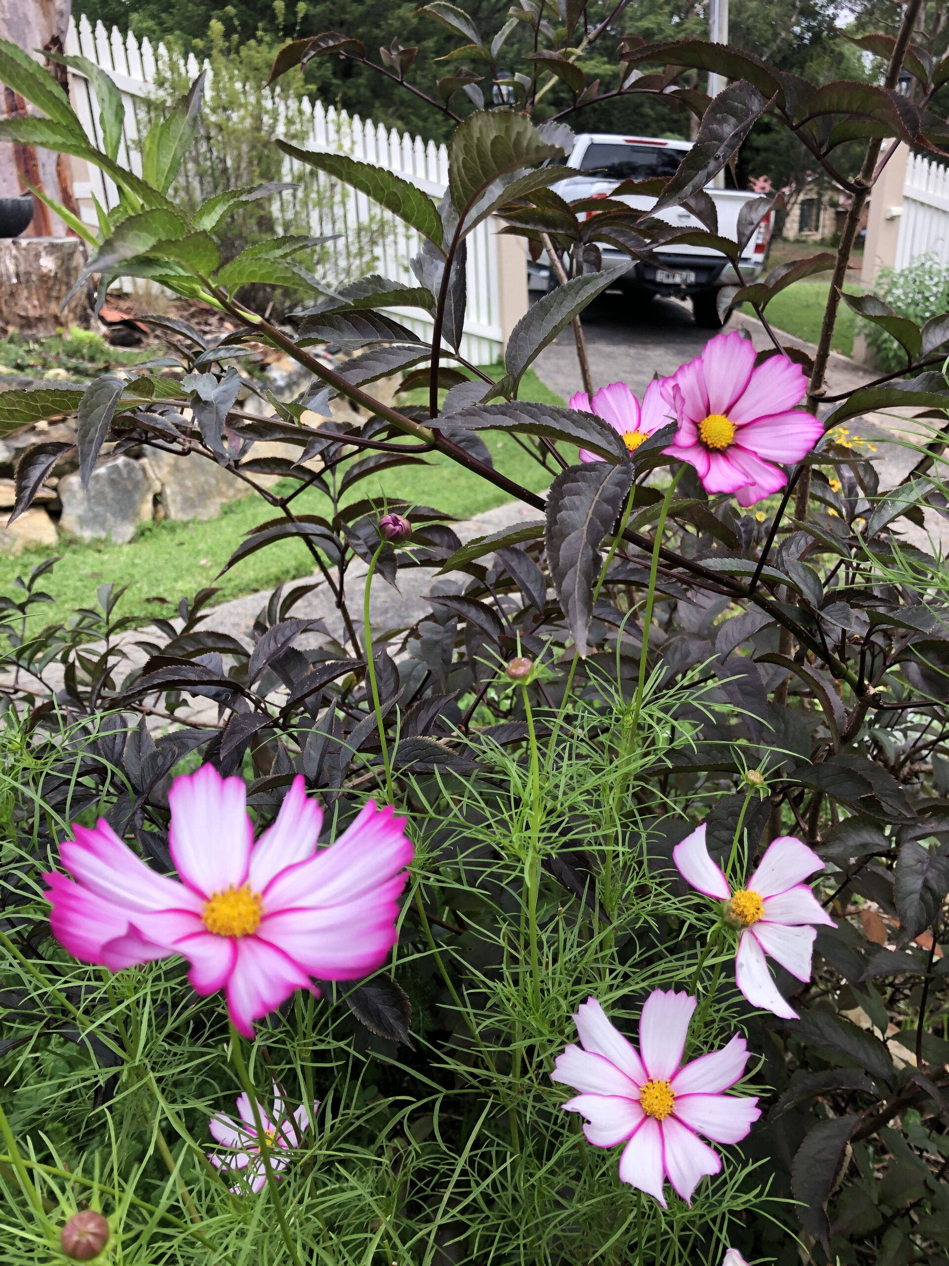 Cosmos Pink And White Candy Stripe Cosmos Pink And White Candy Stripe - Image 3