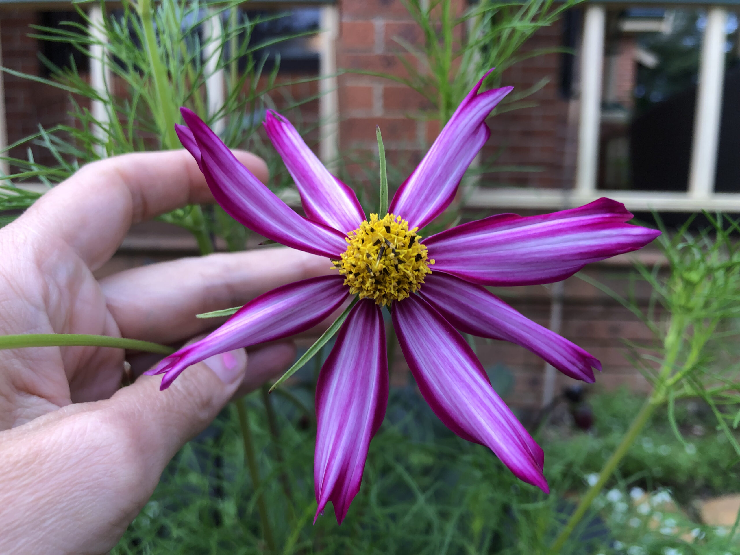 Cosmos Pink And White Candy Stripe Cosmos Pink And White Candy Stripe - Image 4