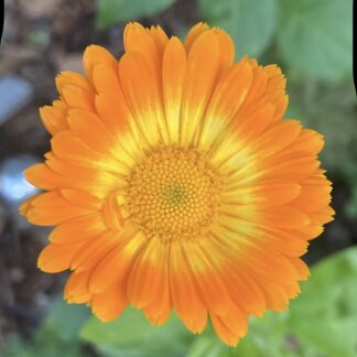 Calendula
