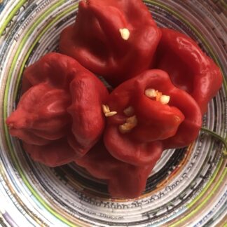 Bishop's Crown Chilli Pepper Capsicum