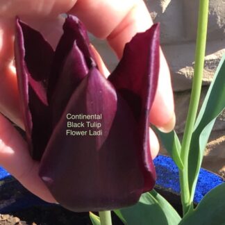 Black Continental Tulip Bulbs (3) Plus Free Black Ranunculous Corms