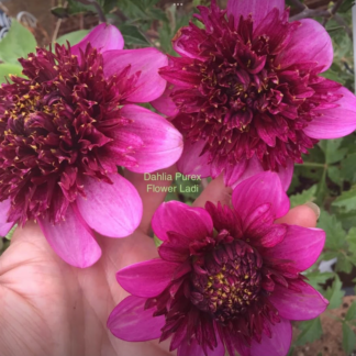 Dahlia Purex