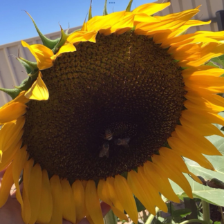 Russian Sunflower (20 Seed Pack + Free Autumn Beauty)