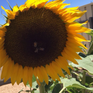 Russian Sunflower (100 Seed Pack + Free Autumn Beauty)