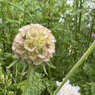 Scabiosa Stellar (Drumstick)