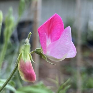 Sweet Pea - Pink