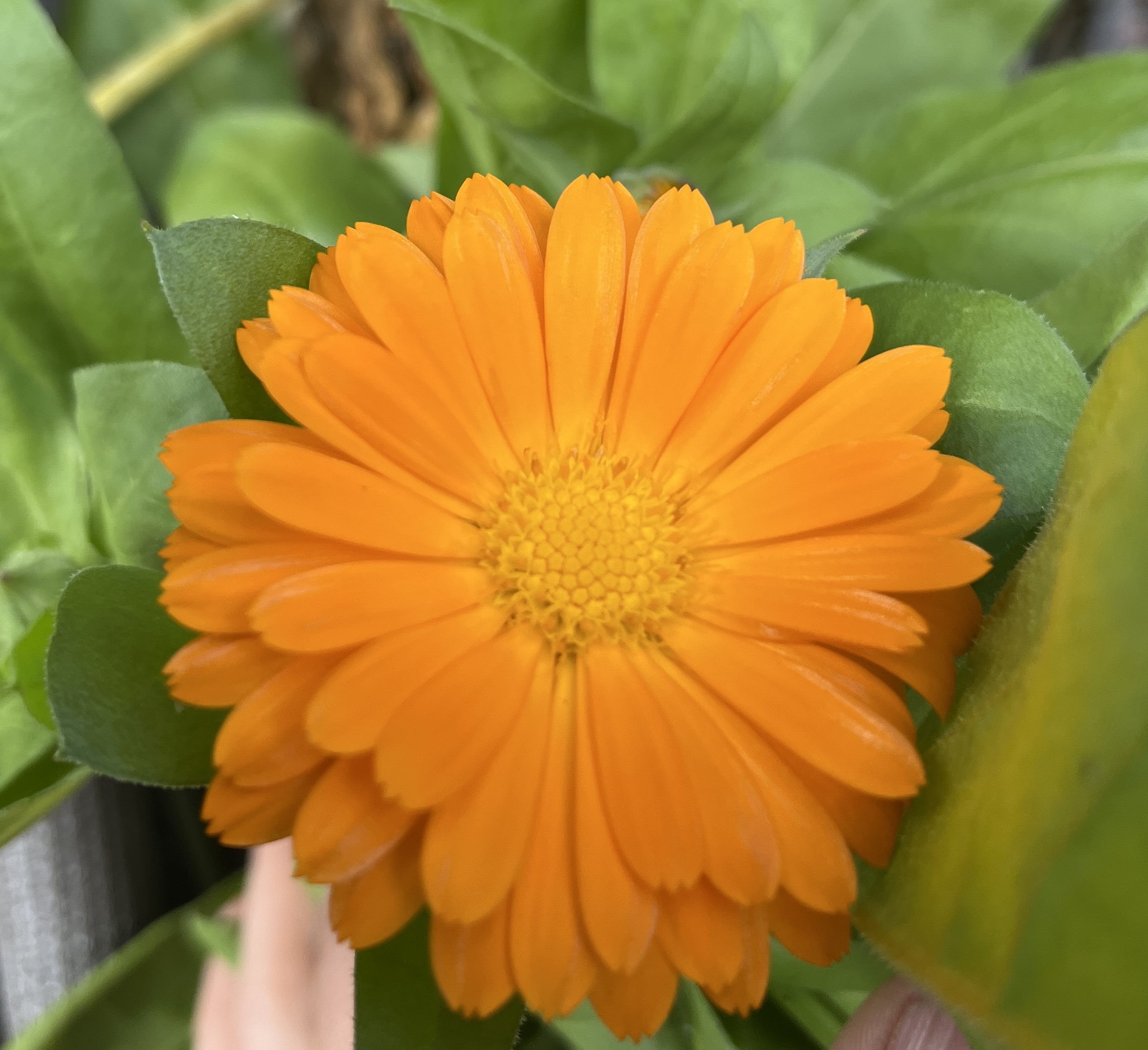 Calendula Bon Bon Dwarf Colour Mixed Calendula Bon Bon Dwarf Colour Mixed