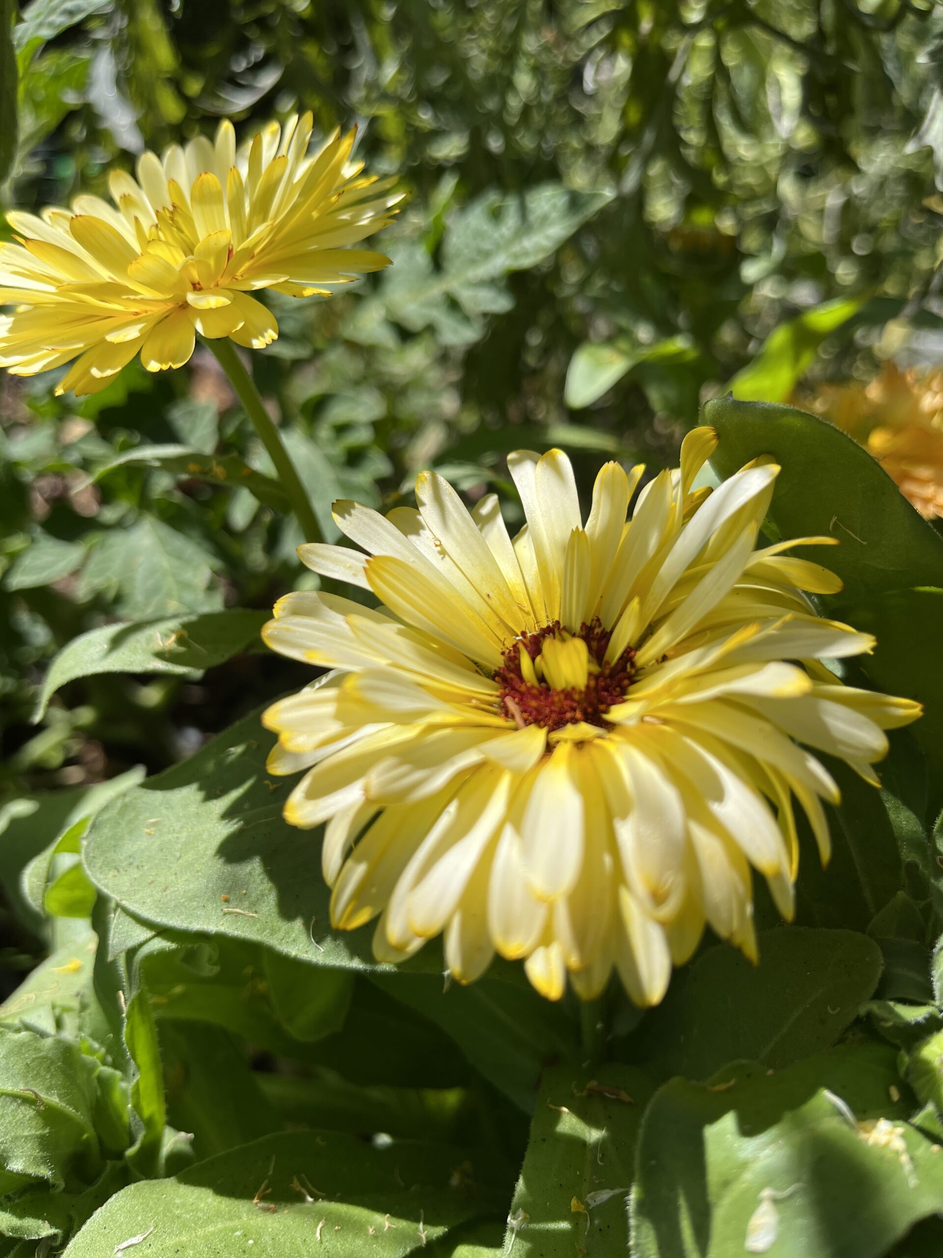 Calendula Bon Bon Dwarf Colour Mixed Calendula Bon Bon Dwarf Colour Mixed - Image 4
