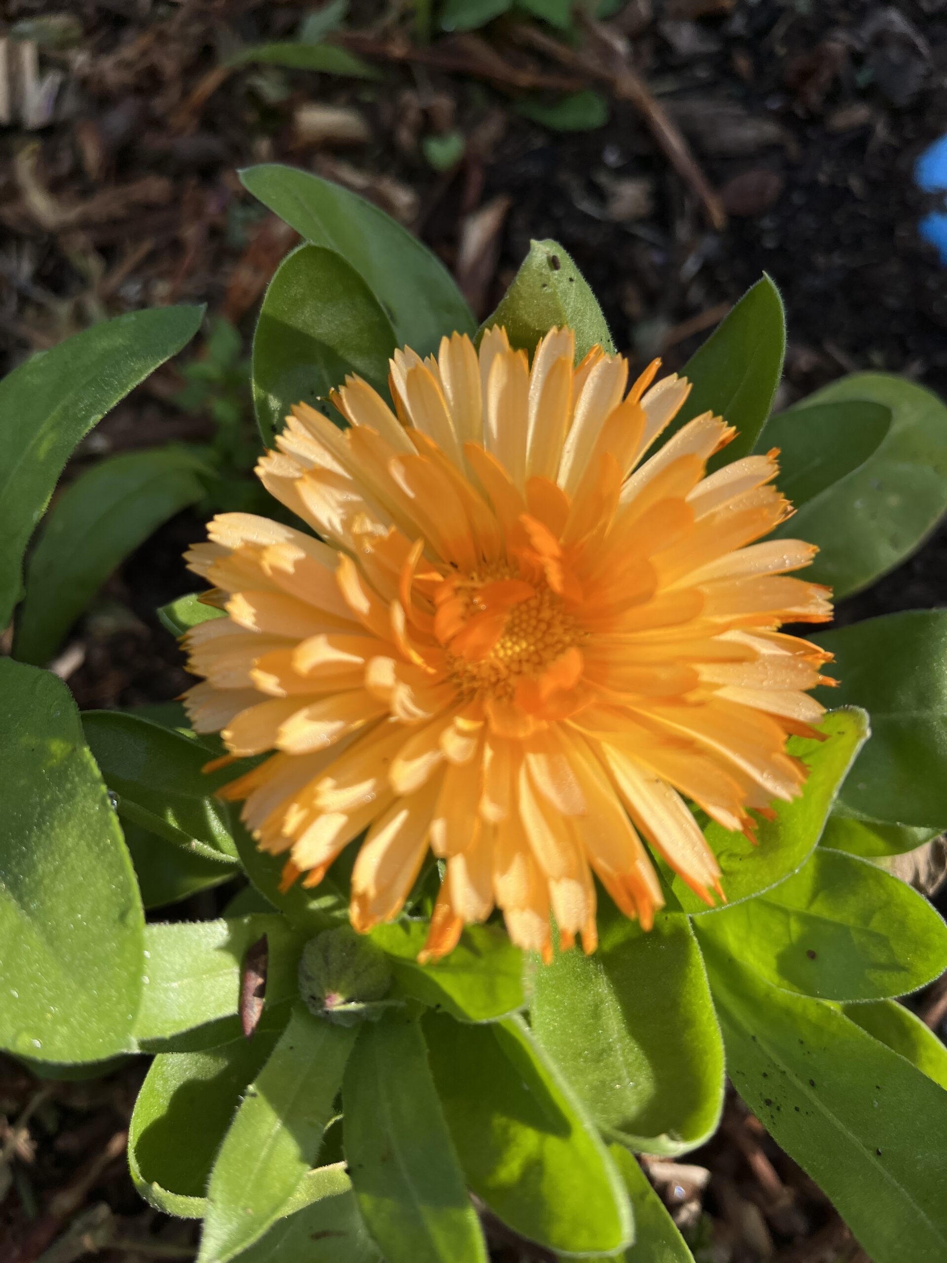 Calendula Bon Bon Dwarf Colour Mixed Calendula Bon Bon Dwarf Colour Mixed - Image 3