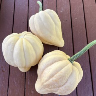 Winter Squash - Thelma Sanders