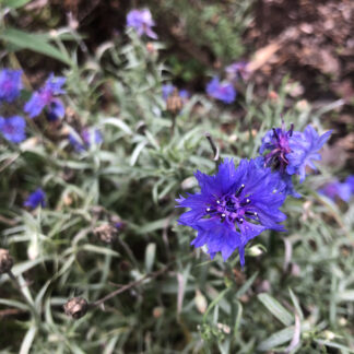 Blue Cornflower