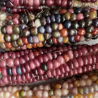 Glass Gem Rainbow Corn