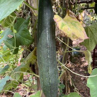 Luffa - ‘Summer Sweet'