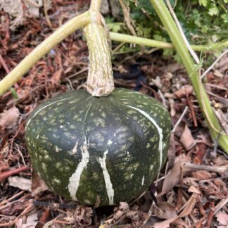 Pumpkin Burgess Buttercup