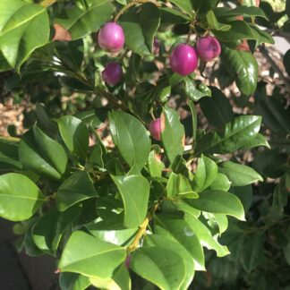 Lilly Pilly Native Backyard Bliss