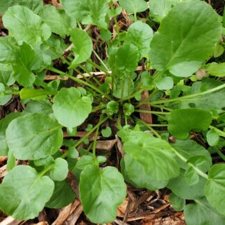 Myrtle Mountain Organics