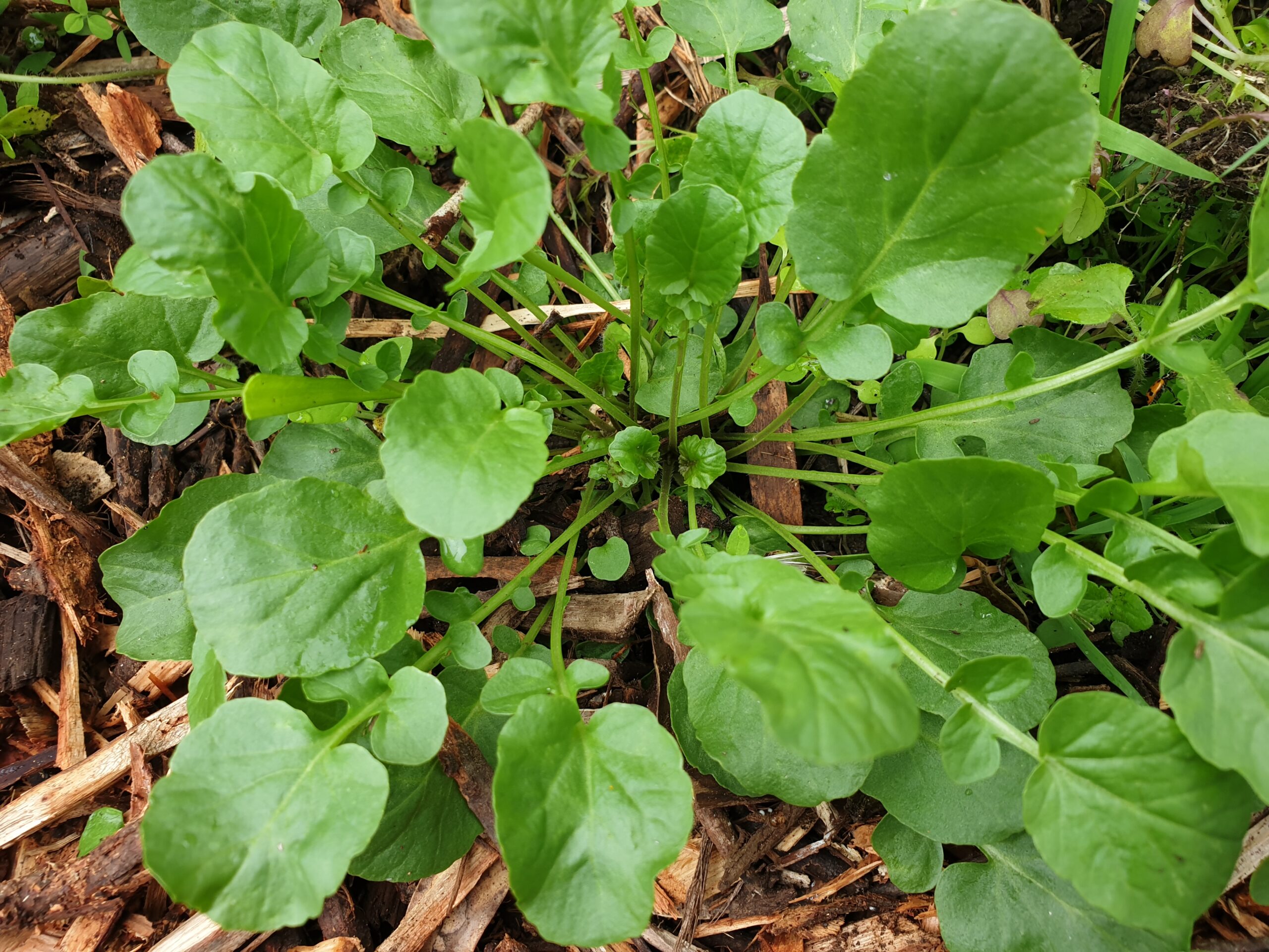 Landcress Myrtle Mountain Organics