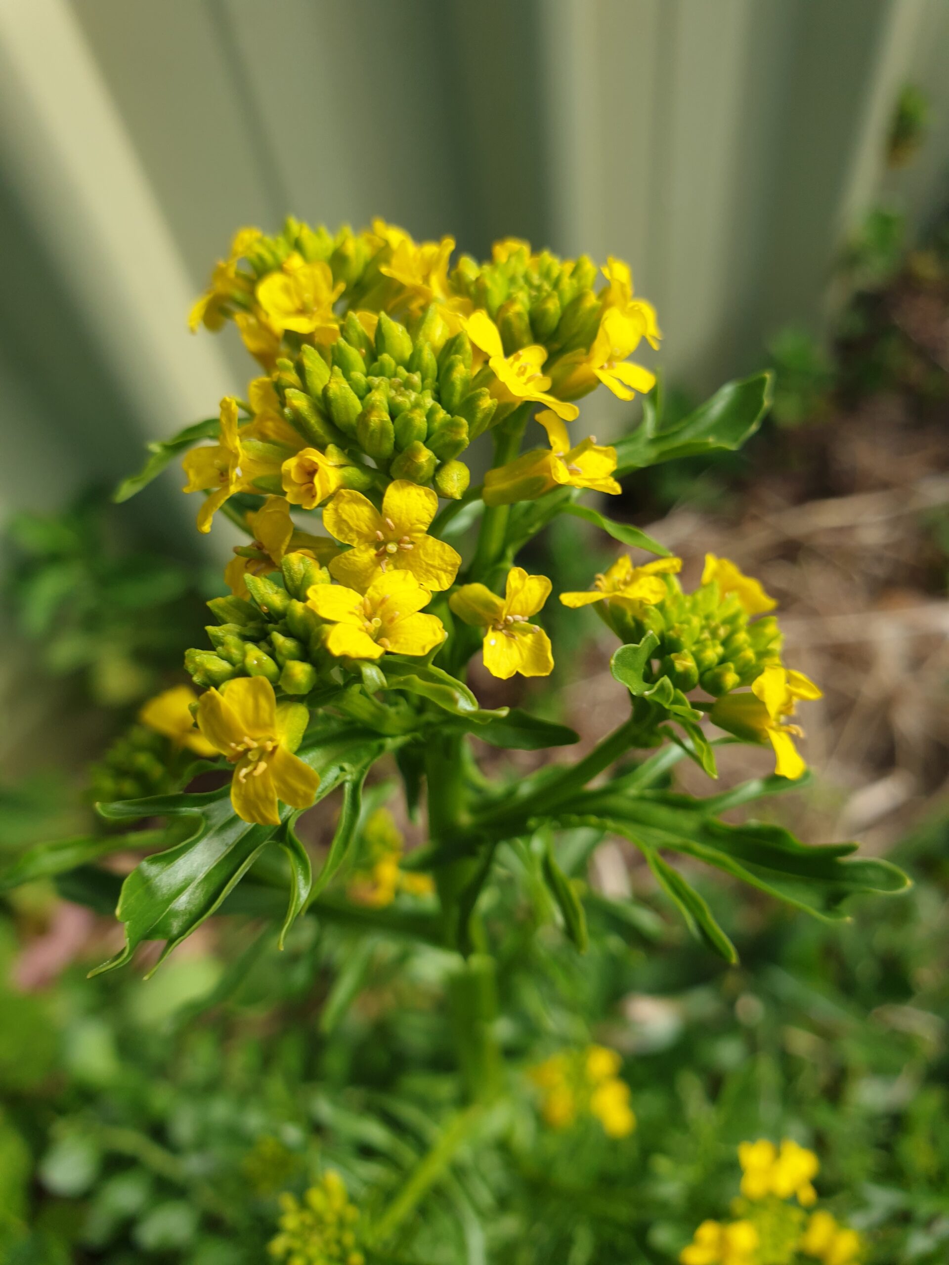 Landcress Myrtle Mountain Organics